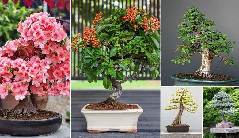 Thumbnail for Most Famous Bonsai Tree In The World